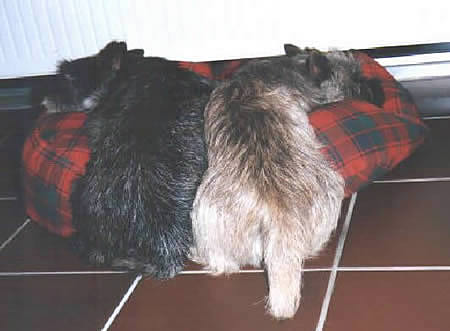 Cairn Terrier Allerleirauh Yucca & Allerleirauh Pongo