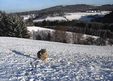 Cairn Terrier Allerleirauh Taruffe