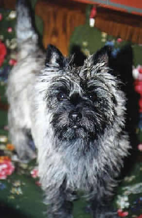 Cairn Terrier Allerleirauh Tingel-Tangel