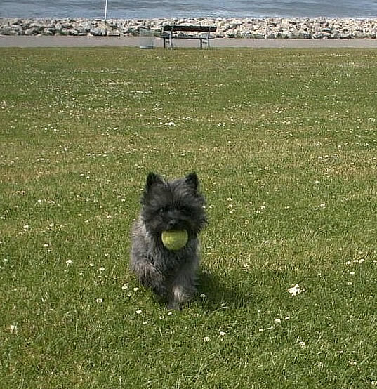 Cairn Terrier Allerleirauh Marbella