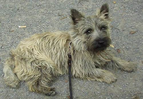 Cairn Terrier Allerleirauh Orlando Olympic