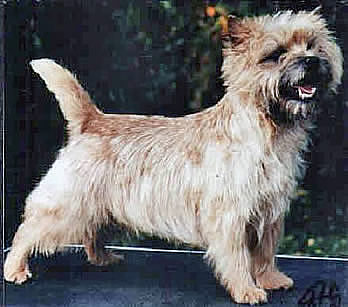 Cairn Terrier Viking Flame