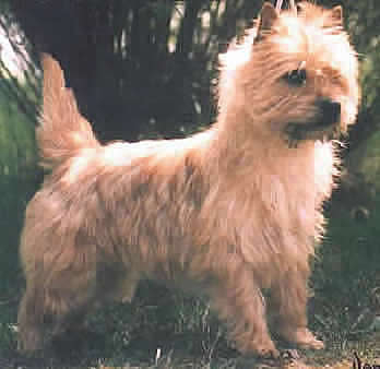 Cairn Terrier Golden Brush