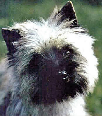 Cairn Terrier Quicksilver