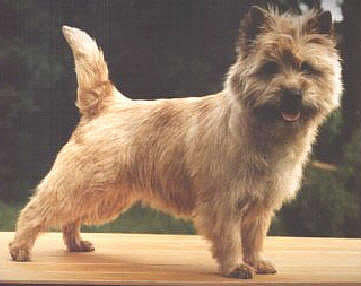Cairn Terrier Vreneli