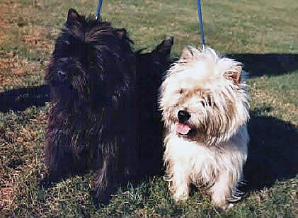 Zwei Cairn Terrier
