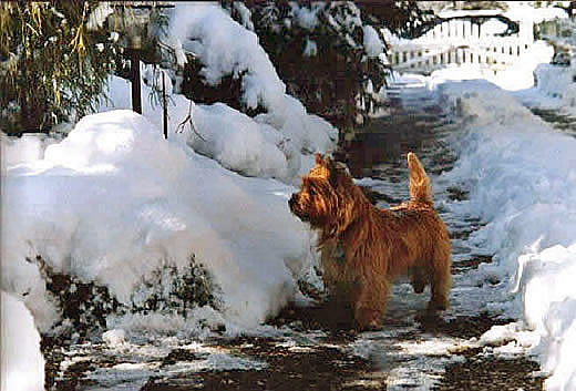 Cairn Terrier im Schnee