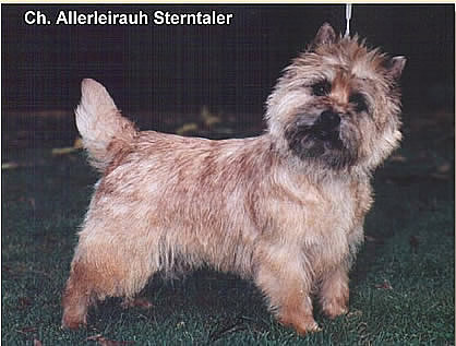 Cairn Terrier Champion Allerleirauh Sterntaler