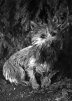 Kleiner Cairnterrier