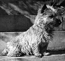 Cairnterrier macht Sitz